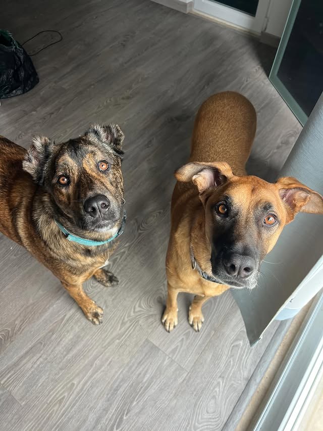 Zabrak e Skye