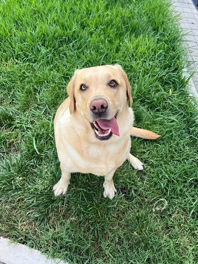 Zappa